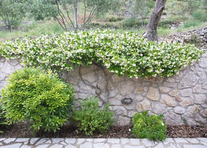 Asplathia Lefkada